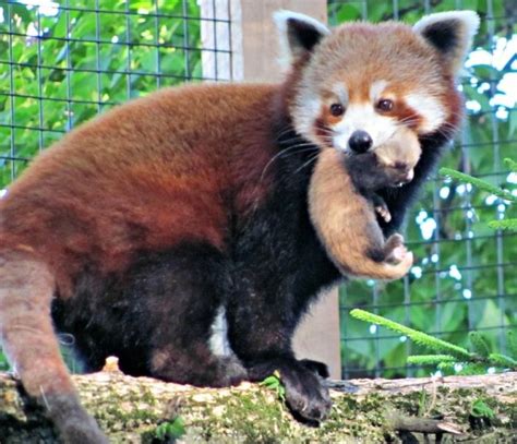 Is The Red Panda A Cat Bear Or Raccoon Red Panda Baby