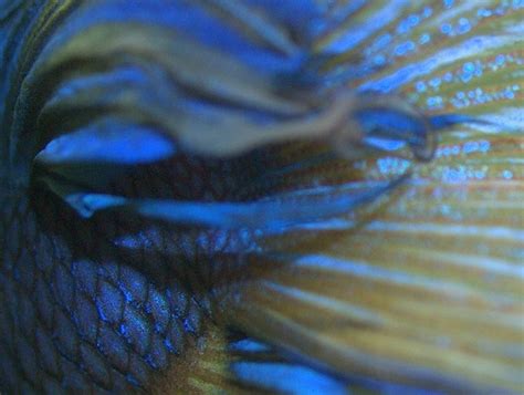 Pelaga Biru Sirip Ikan Pelaga Betta Makro Ekor Sirip Flickr