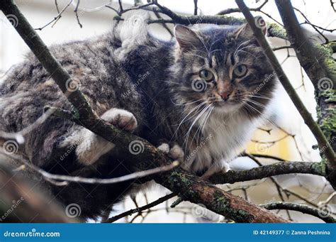 Cat Climbed The Tree Stock Image Image Of Kitten Adult 42149377