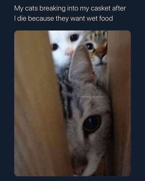 Best Cat Food In 2020 Cat Memes Cats Crazy Cats