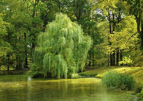 How To Grow Willows Grow And Care For Willow Trees And Shrubs