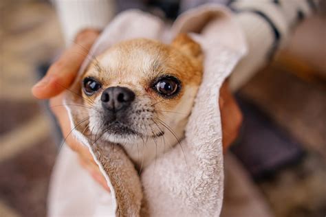 Why Do Chihuahuas Live So Long