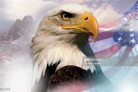 Bald Eagle With American Flag High Res Stock Photo Getty