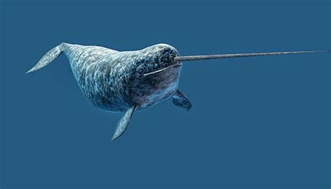 Decorate your laptops, water bottles, helmets, and cars. Horn fish Narwhals: Narwhals