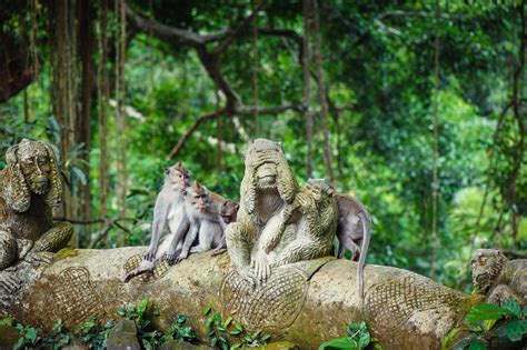 Ubud Monkey Forest Bali Indonesia Sports Outdoors Review Condé