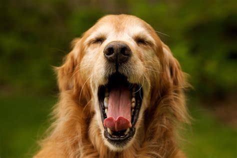 Losoch Gratis Tier Inserat Schweiz Funny Dog Names Funny Dogs