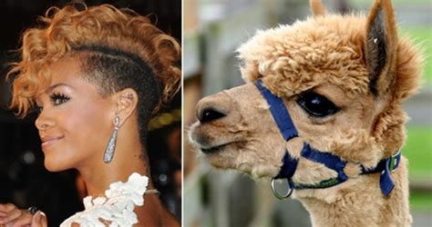 20 Celebrities That Look Like Animals