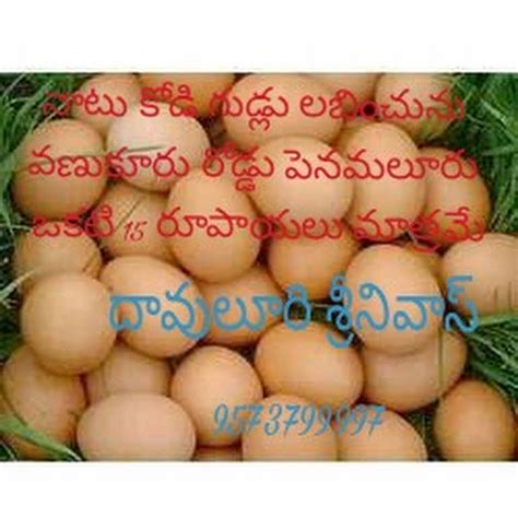 Natu Kodi Eggs In Vijayawada Vijayawadaలో Agricultural Consultant