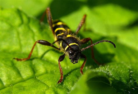 Wasp Beetle By Turniptowers On Deviantart