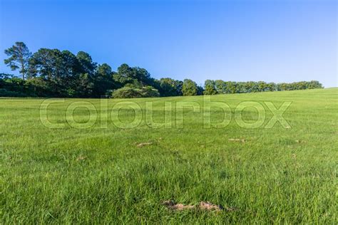 Green Grass Hillside With Distant Trees Stock Image Colourbox