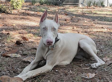 Our dogs experience illnesses just like we do and while some are curable, others can decrease their quality of life or even shorten it. 9 Dazzling Doberman Colors: Coats, Markings & Pictures