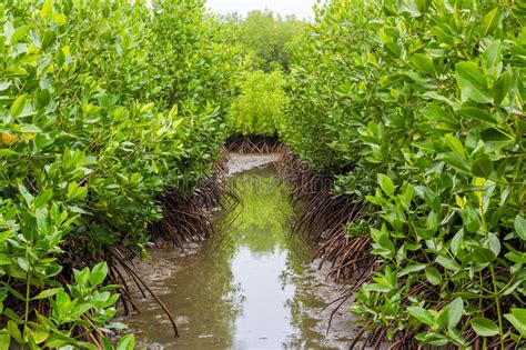 Mangrove Trees Near The Sea Stock Photo Image Of Environment Travel