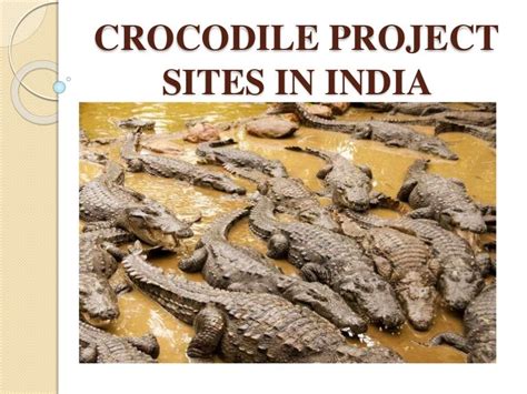 Crocodile Sites In India