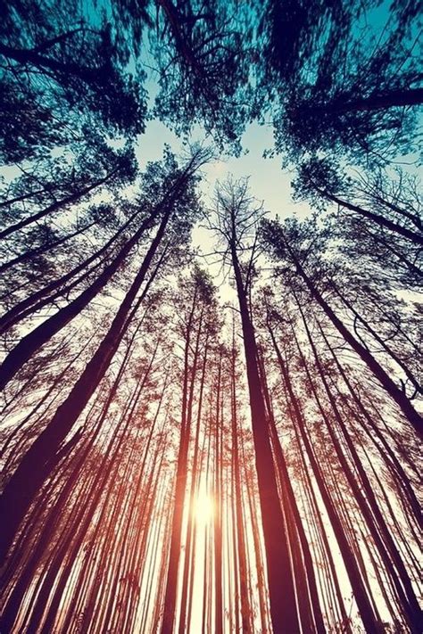 Tall Trees Background Landscape Photography Forest Landscape Nature