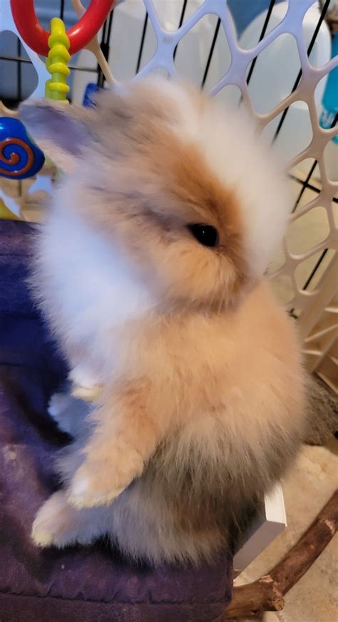 Pin On Lionhead Baby Bunnies And Mixes For Sale