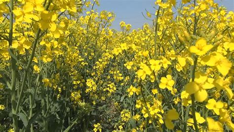 Mustard Seed Plant Stock Footage Video Shutterstock