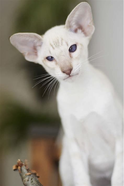 Download Elegant Oriental Shorthair Cat Posing For A Portrait Wallpaper