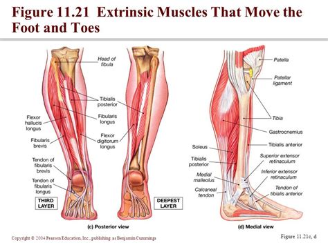 Bursae are the small cushions between tendons, bones, and muscles. How Strong is Your Foot's Core?