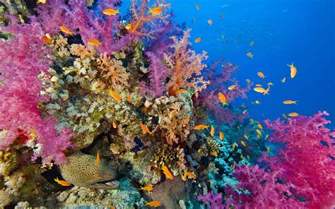 Seabed Coral Reef With Coral And Fish Raja Ampat