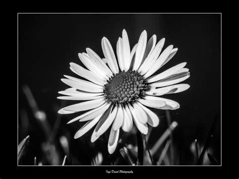 Daisy Take Time To Do What Makes Your Soul Happy Inge David Flickr