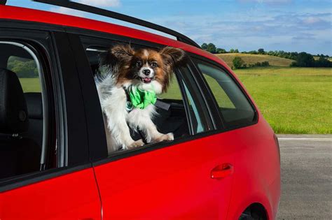 The Top 10 Best Cars For Dogs And Dog Owners Carwow