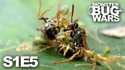 Monster Bug Wars When Tribes Go To War S1e5 Petcornsnaketip