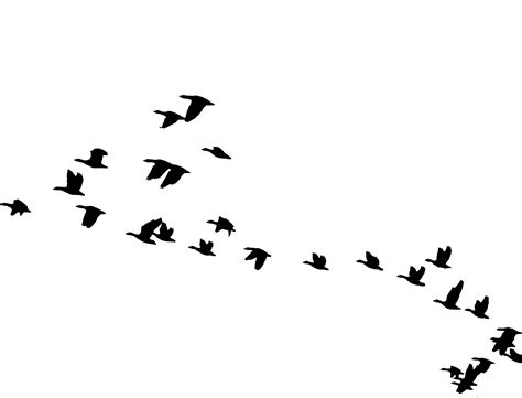 Collection Of Bird In Flight Png Hd Pluspng