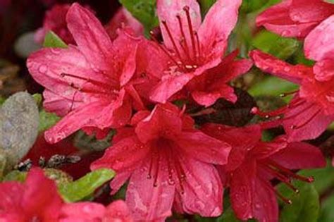 However, even home gardeners can learn valuable lessons from closely observing a seike, kiyoshi and masanobu kudo. How to Find Companion Plants for Japanese Maples ...