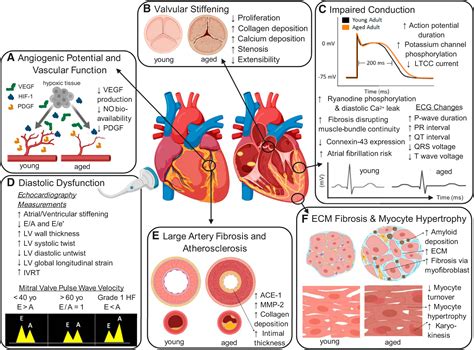 Cardiac Tissue Remodeling In Healthy Aging The Road To Pathology