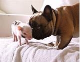 A new viral video explodes with. 16 Reasons French Bulldogs Are Not The Friendly Dogs ...