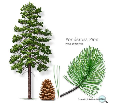 State Tree Of Montana Ponderosa Pine By C L Beard Weeds