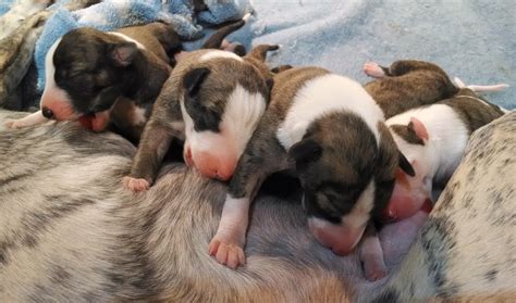 Puppies nursing - NorthwindNorthwind