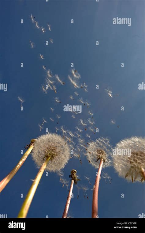 Dandelions Taxaxacum Officinale Seed Blowing In The Wind Stock Photo