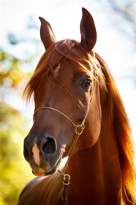 Daily Dose April 18 2018 Riley The Red Arabian Horse 2018