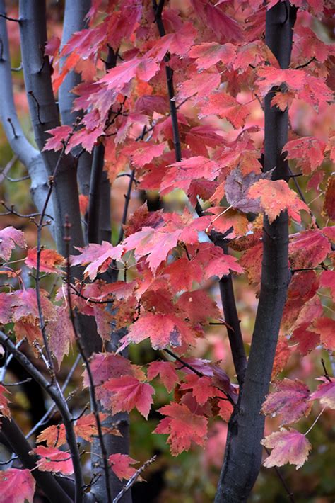 Autumn Spire Red Maple Acer Rubrum Autumn Spire In Edmonton