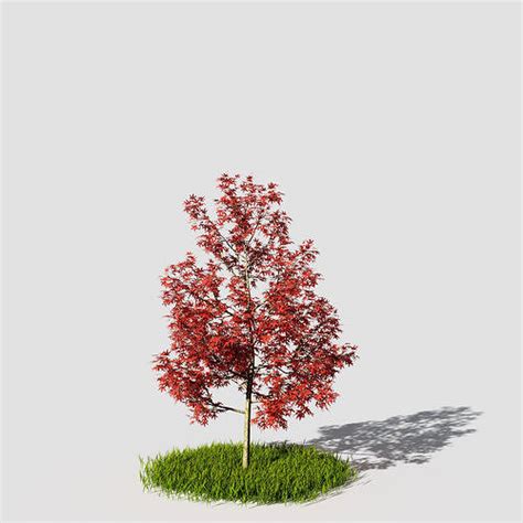 Acer Platanoides Tree Free D Model Cgtrader