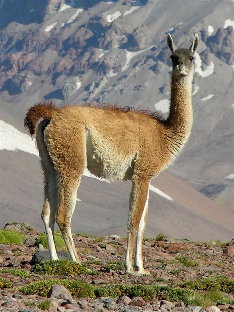 127 Best Alpaca Camels Llamas Vicunas Guanacos Images On Pinterest