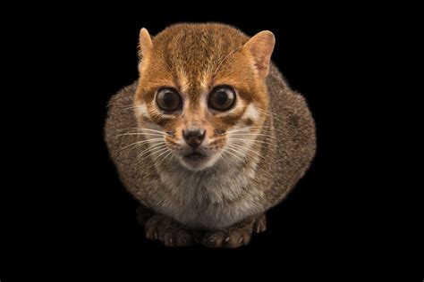 Flat headed cats of south east asia are the most unusual members of the cat family, with their long, narrow head and flattened forehead. Related image | Small wild cats, Wild cats, Animals