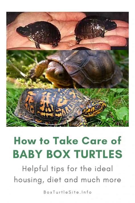 From Egg To Baby Box Turtle Breeding Tips And Tricks