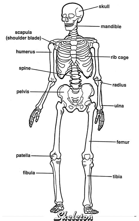 It takes all of your body systems working together to help living things survive. labeled bones on skeleton | Skeletal system worksheet ...