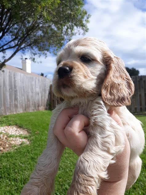 American Cocker Spaniel Puppies For Sale Melbourne Fl 314085