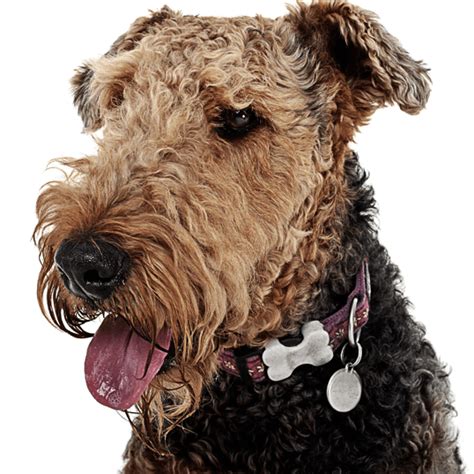 [12+] 5 Months Old Expensive Airedale Terriers Dog Puppy ...