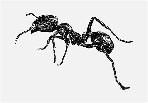 Hand Drawn Illustration Of An Ant Sketch Realistic Drawing Black And