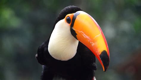 Toucan San Diego Zoo Wildlife Explorers