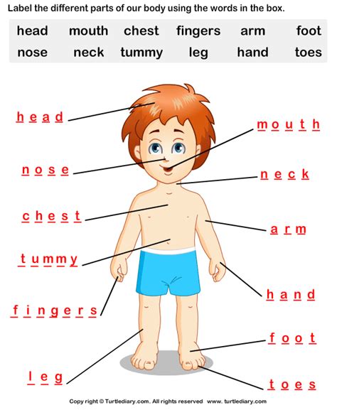 All body parts worksheets body parts. Pin on Body
