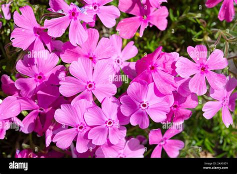 Pink Creeping Phlox Flowers Growing On Garden Phlox Subulata Stock