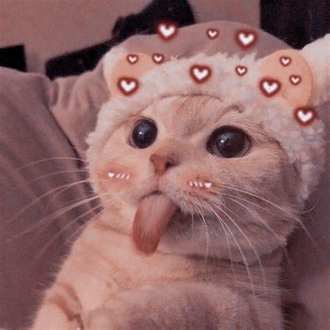 Kedi Sevimli Yavru Kediler Komik Kedi Yavrular Irin Kedi
