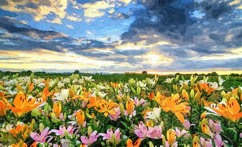 Lilies Field At Sunset Painted Digital Art Photograph By Sandi Oreilly