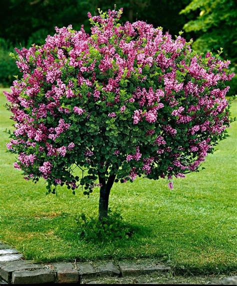 How To Care For A Dwarf Korean Lilac Tree