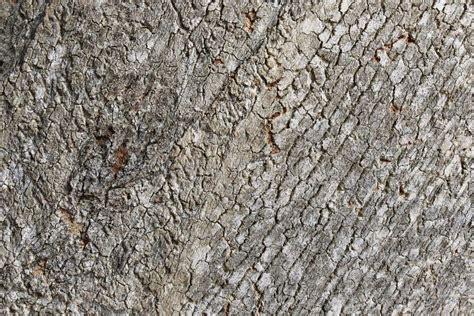 Bark On A Tree Closeup Stock Photo Image Of Texture 136777508